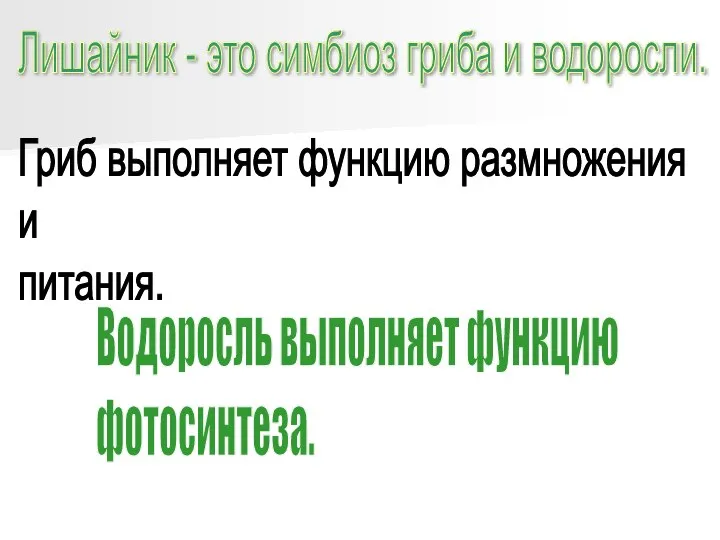 Лишайник - это симбиоз гриба и водоросли. Гриб выполняет функцию размножения