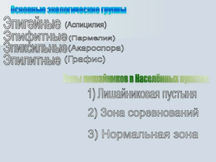 Основные экологические группы Эпифитные Эпиксильные Эпигейные Эпилитные (Аспицилия) (Пармелия) (Акароспора) (Графис)