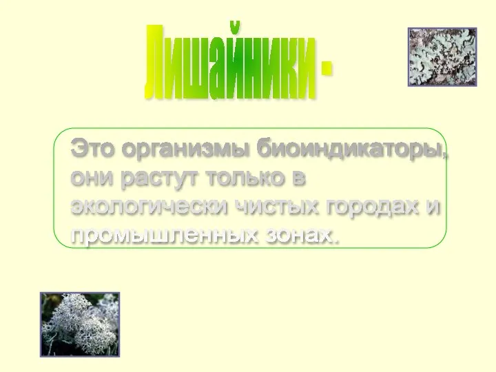 Лишайники - Это организмы биоиндикаторы, они растут только в экологически чистых городах и промышленных зонах.