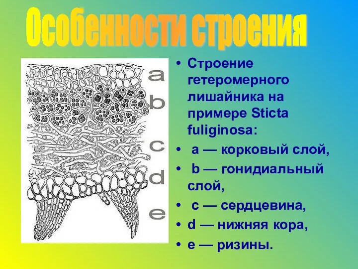 Строение гетеромерного лишайника на примере Sticta fuliginosa: a — корковый слой,