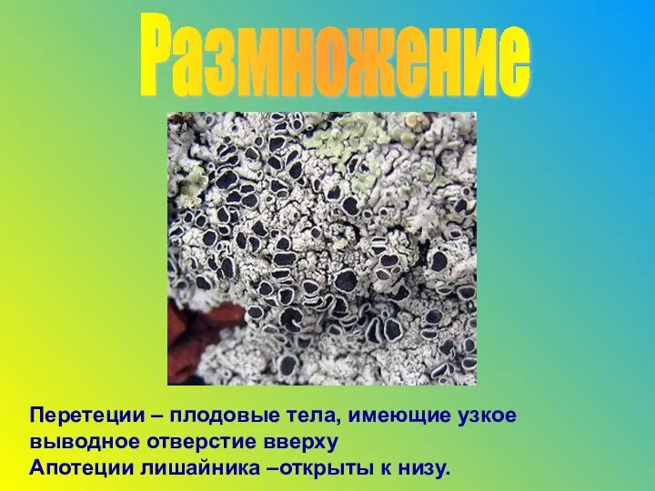 Перетеции – плодовые тела, имеющие узкое выводное отверстие вверху Апотеции лишайника –открыты к низу. Размножение