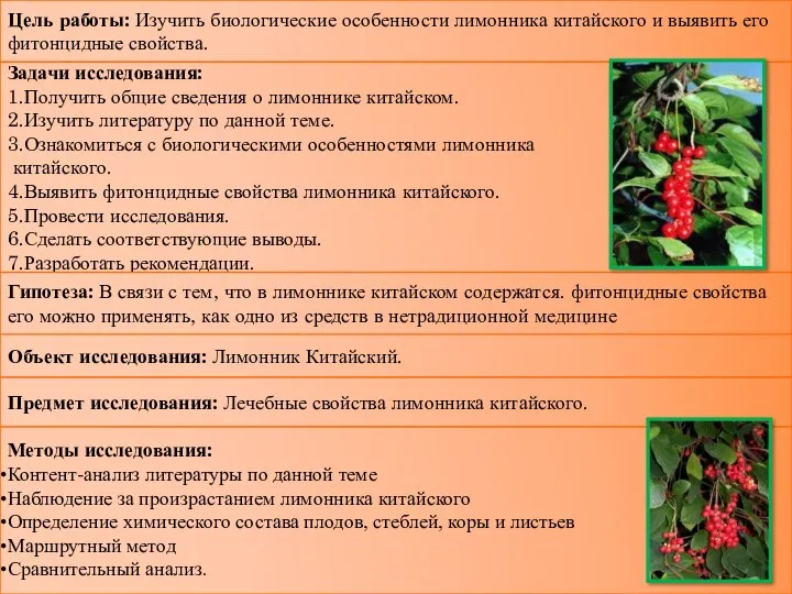 Цель работы: Изучить биологические особенности лимонника китайского и выявить его фитонцидные