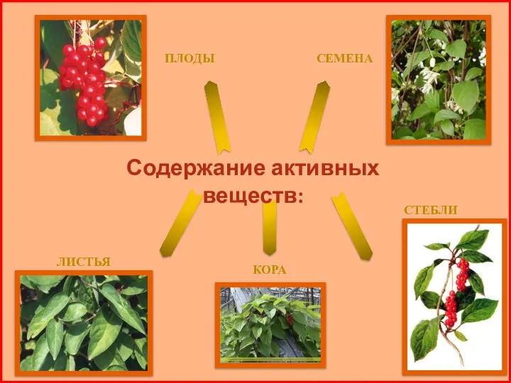 Содержание активных веществ: ПЛОДЫ СЕМЕНА КОРА СТЕБЛИ ЛИСТЬЯ