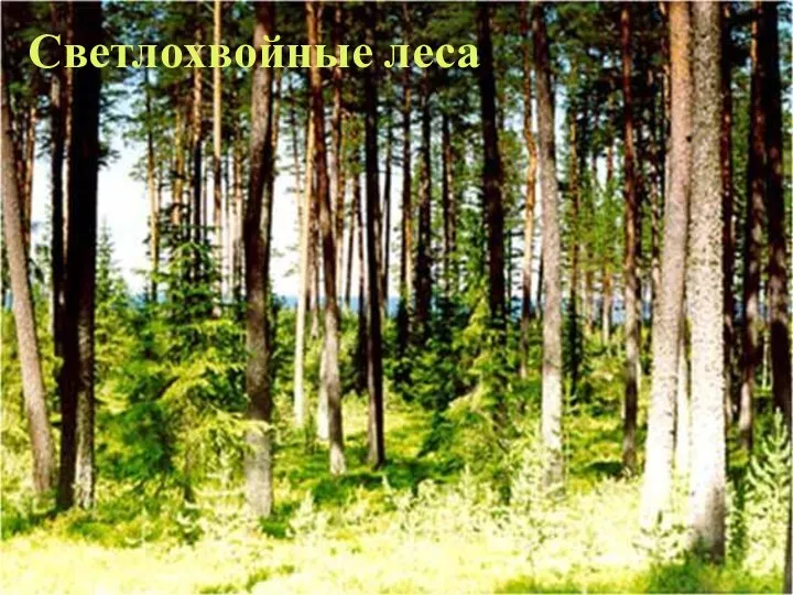 Светлохвойные леса