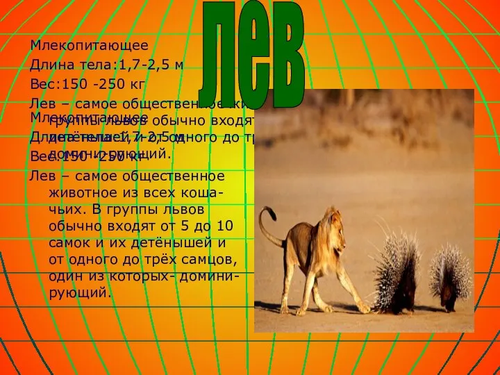 Млекопитающее Длина тела:1,7-2,5 м Вес:150 -250 кг Лев – самое общественное