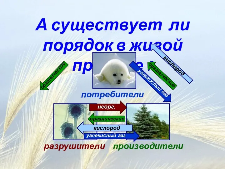 А существует ли порядок в живой природе ? производители потребители разрушители