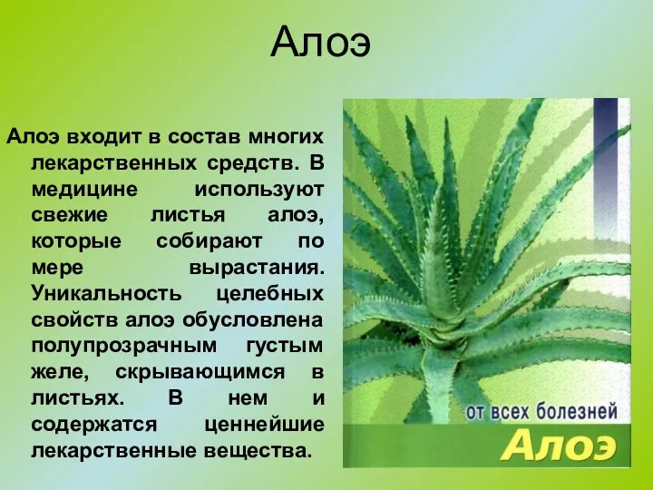 Алоэ Алоэ входит в состав многих лекарственных средств. В медицине используют