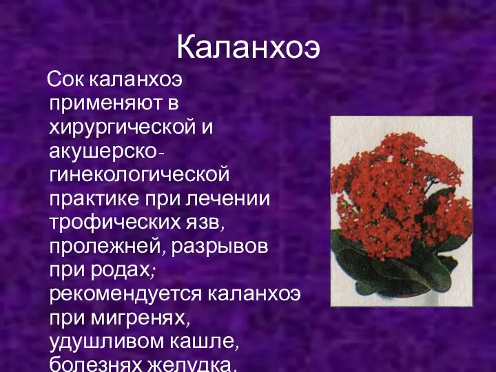 Каланхоэ Сок каланхоэ применяют в хирургической и акушерско-гинекологической практике при лечении