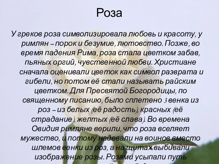 Роза У греков роза символизировала любовь и красоту, у римлян –