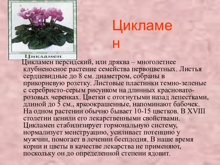 Цикламен Цикламен персидский, или дряква – многолетнее клубненосное растение семейства первоцветных.