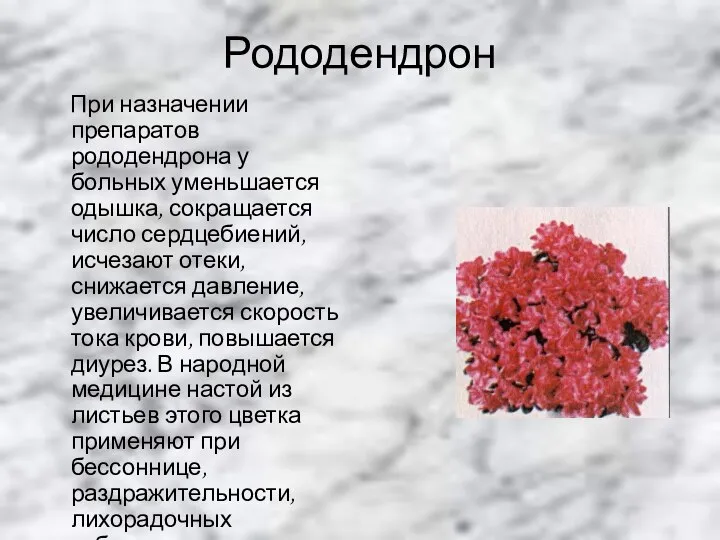 Рододендрон При назначении препаратов рододендрона у больных уменьшается одышка, сокращается число