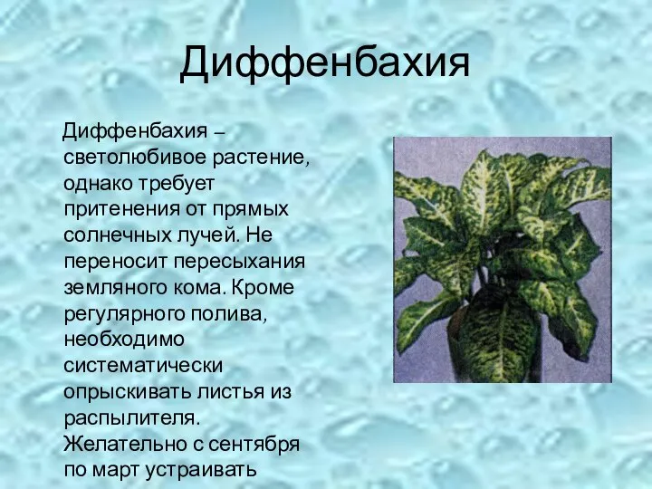 Диффенбахия Диффенбахия – светолюбивое растение, однако требует притенения от прямых солнечных