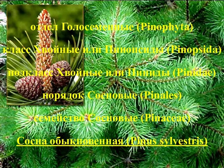 отдел Голосеменные (Pinophyta) класс Хвойные или Пинопсиды (Pinopsida) подкласс Хвойные или