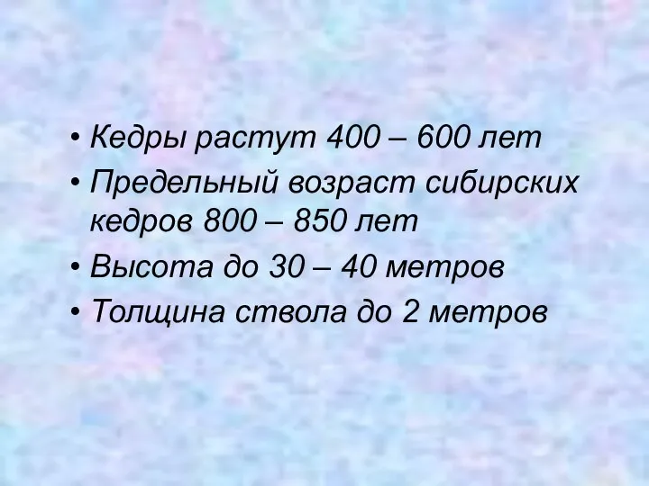 Кедры растут 400 – 600 лет Предельный возраст сибирских кедров 800