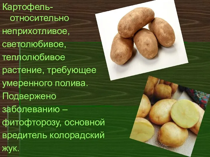 Картофель- относительно неприхотливое, светолюбивое, теплолюбивое растение, требующее умеренного полива. Подвержено заболеванию