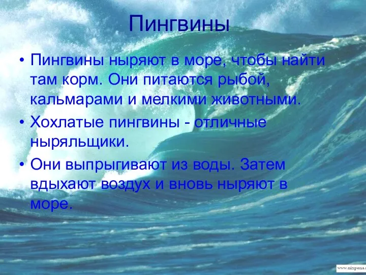 Пингвины Пингвины ныряют в море, чтобы найти там корм. Они питаются