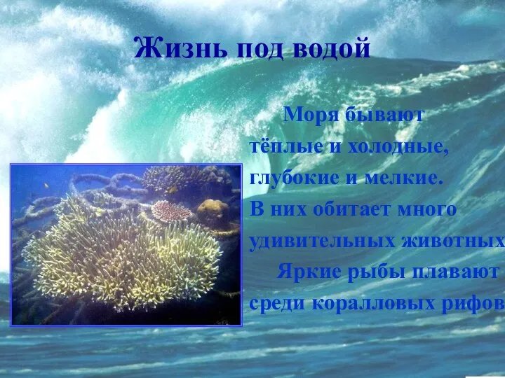 Жизнь под водой Моря бывают тёплые и холодные, глубокие и мелкие.