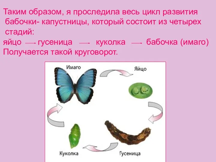 Таким образом, я проследила весь цикл развития бабочки- капустницы, который состоит