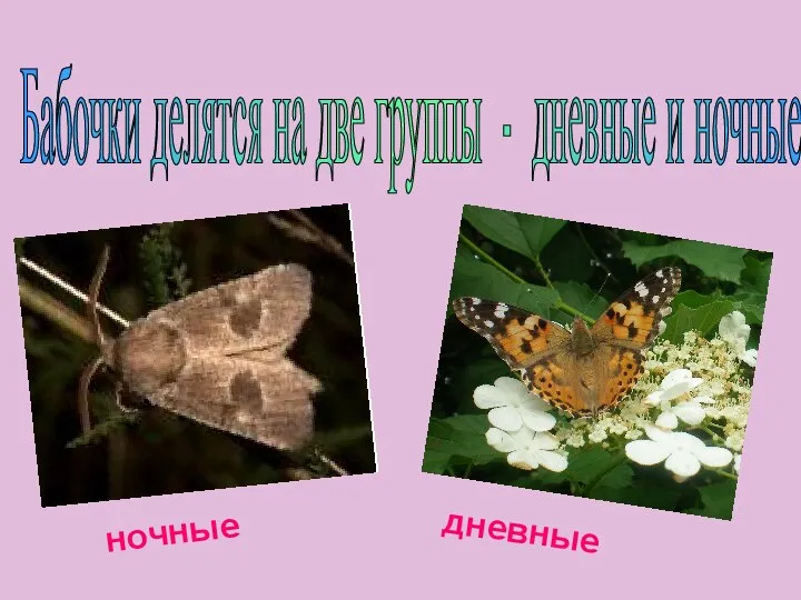 Бабочки делятся на две группы - дневные и ночные. ночные дневные