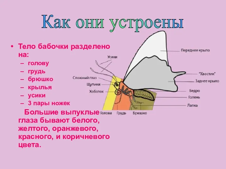 Как они устроены Тело бабочки разделено на: голову грудь брюшко крылья