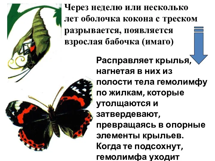 Расправляет крылья, нагнетая в них из полости тела гемолимфу по жилкам,