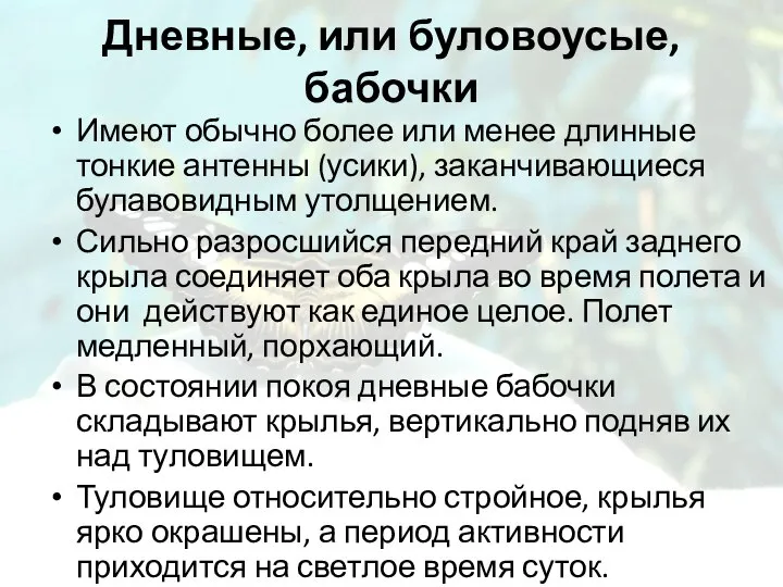 Дневные, или буловоусые, бабочки Имеют обычно более или менее длинные тонкие