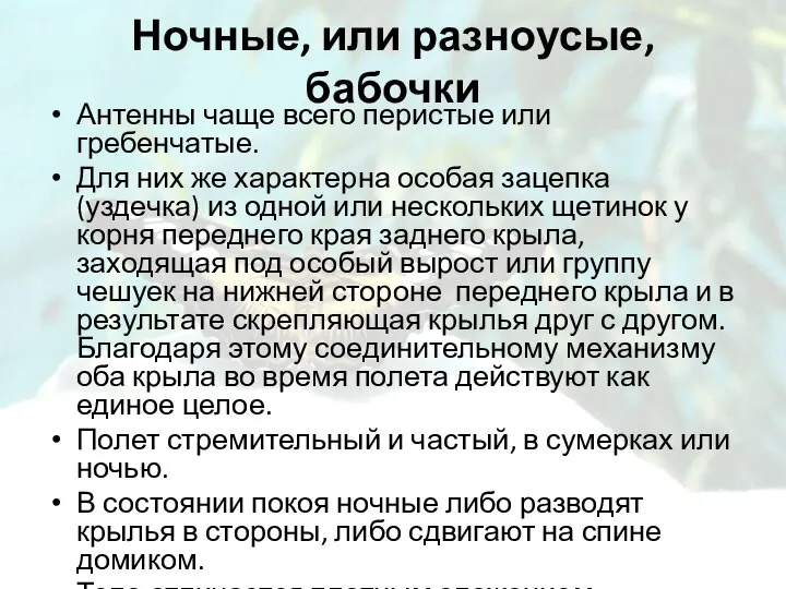 Ночные, или разноусые, бабочки Антенны чаще всего перистые или гребенчатые. Для