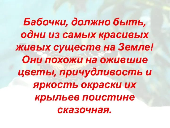 Бабочки, должно быть, одни из самых красивых живых существ на Земле!