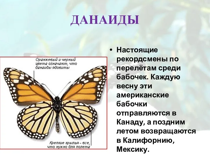 ДАНАИДЫ Настоящие рекордсмены по перелётам среди бабочек. Каждую весну эти американские