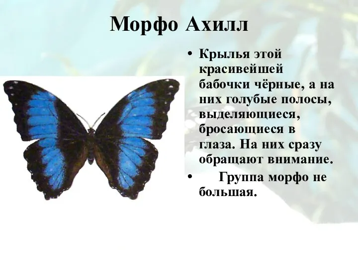 Морфо Ахилл Крылья этой красивейшей бабочки чёрные, а на них голубые