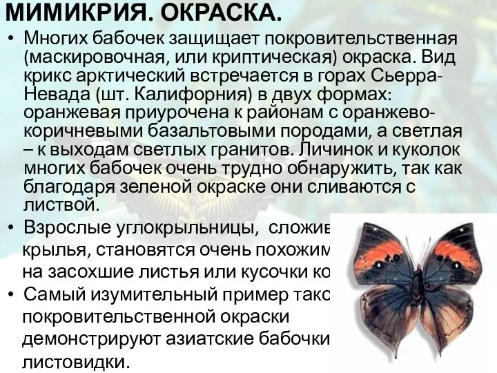 Мимикрия. Окраска. Многих бабочек защищает покровительственная (маскировочная, или криптическая) окраска. Вид