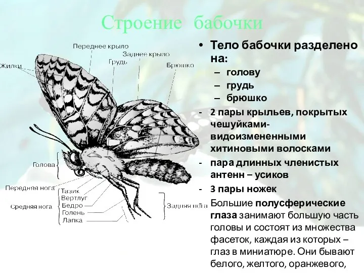 Строение бабочки Тело бабочки разделено на: голову грудь брюшко 2 пары