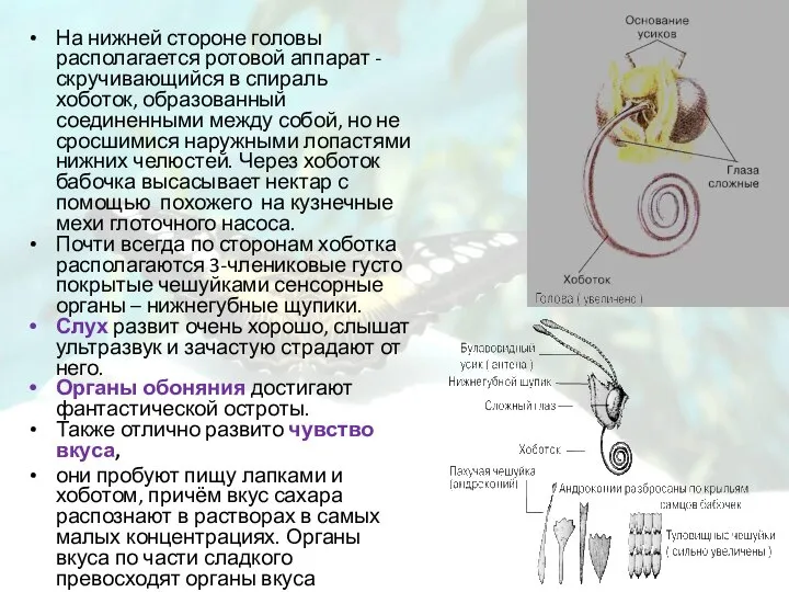 На нижней стороне головы располагается ротовой аппарат - скручивающийся в спираль