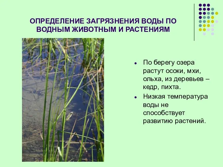 ОПРЕДЕЛЕНИЕ ЗАГРЯЗНЕНИЯ ВОДЫ ПО ВОДНЫМ ЖИВОТНЫМ И РАСТЕНИЯМ По берегу озера