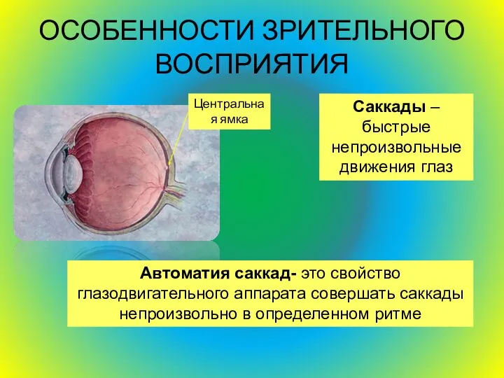 ОСОБЕННОСТИ ЗРИТЕЛЬНОГО ВОСПРИЯТИЯ Саккады – быстрые непроизвольные движения глаз Автоматия саккад-