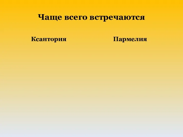 Чаще всего встречаются Ксантория Пармелия