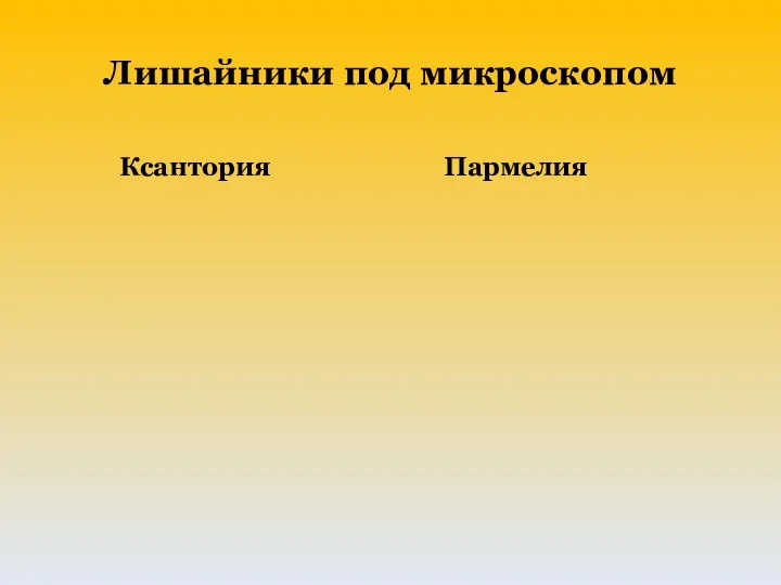 Лишайники под микроскопом Ксантория Пармелия