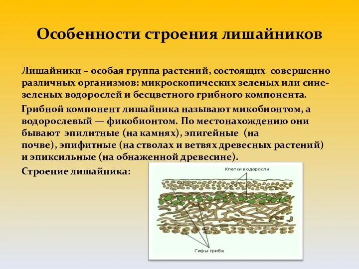 Особенности строения лишайников Лишайники – особая группа растений, состоящих совершенно различных