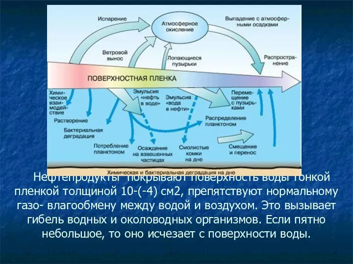 Нефтепродукты покрывают поверхность воды тонкой пленкой толщиной 10-(-4) см2, препятствуют нормальному