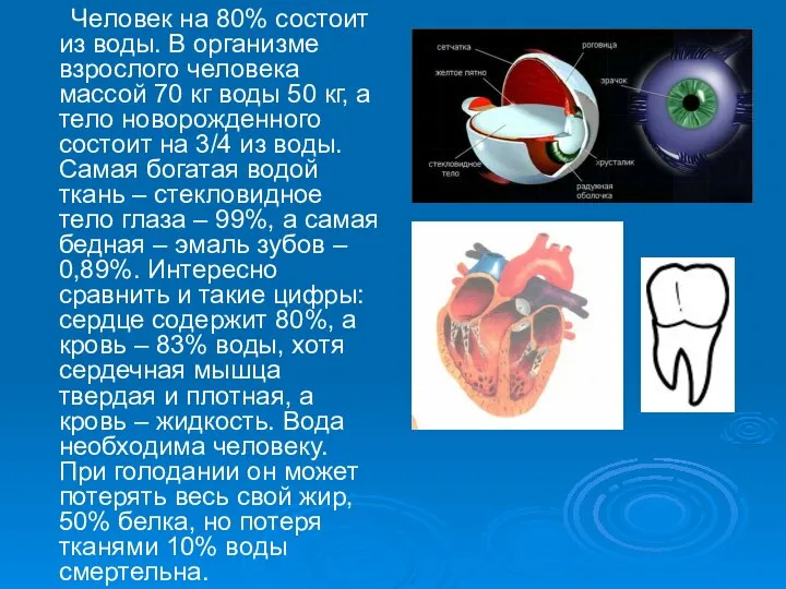 Человек на 80% состоит из воды. В организме взрослого человека массой