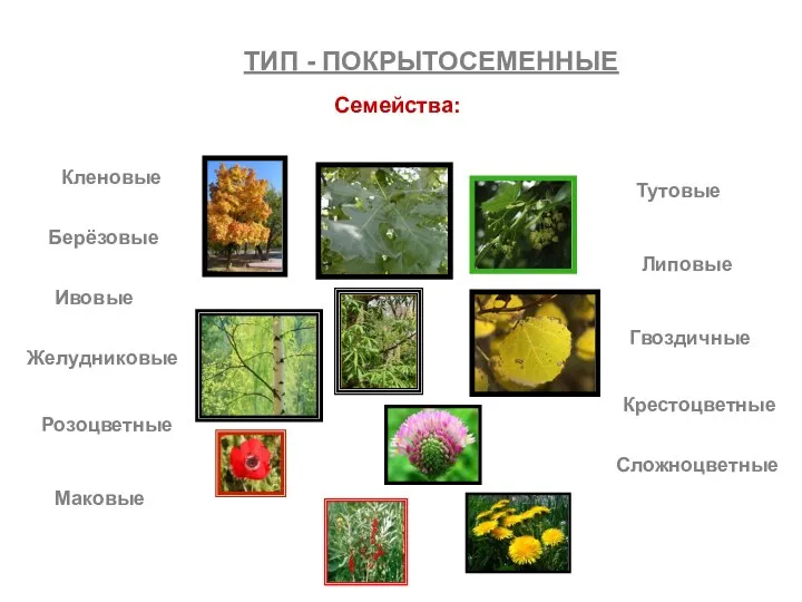 ТИП - ПОКРЫТОСЕМЕННЫЕ Кленовые Семейства: Берёзовые Липовые Ивовые Желудниковые Розоцветные Маковые Сложноцветные Тутовые Гвоздичные Крестоцветные