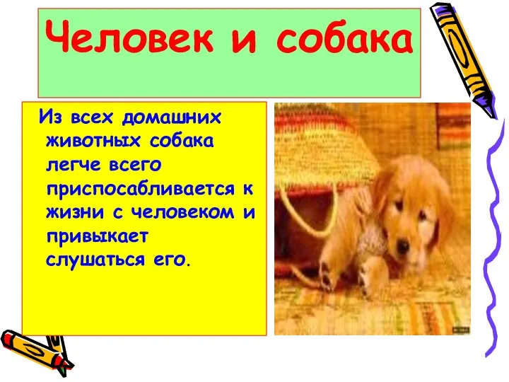 Человек и собака Из всех домашних животных собака легче всего приспосабливается