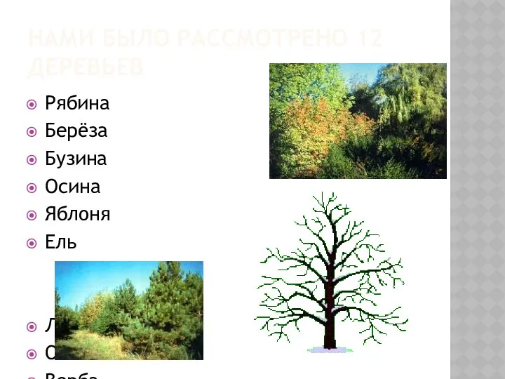 НАМИ БЫЛО РАССМОТРЕНО 12 ДЕРЕВЬЕВ Рябина Берёза Бузина Осина Яблоня Ель