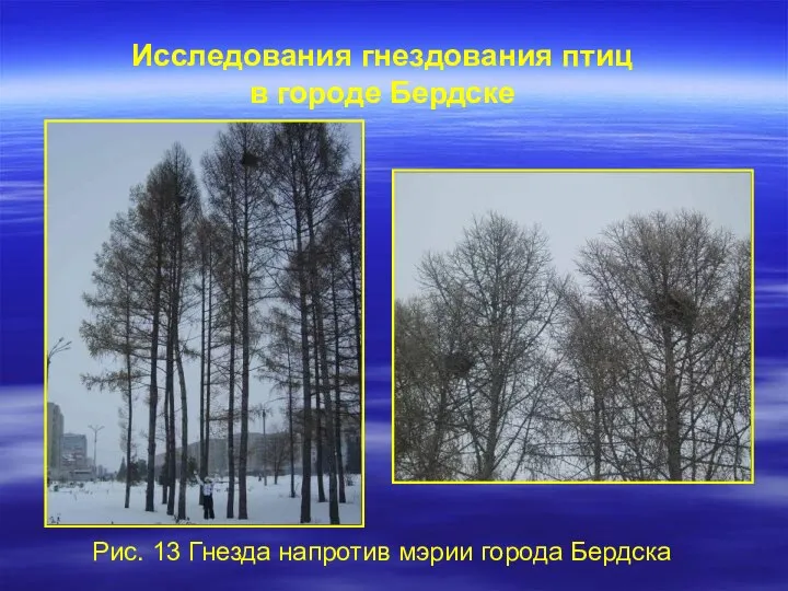 Исследования гнездования птиц в городе Бердске Рис. 13 Гнезда напротив мэрии города Бердска