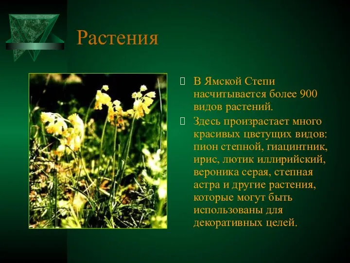 Растения В Ямской Степи насчитывается более 900 видов растений. Здесь произрастает