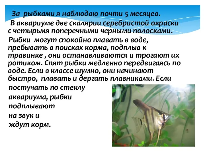 За рыбками я наблюдаю почти 5 месяцев. В аквариуме две скалярии