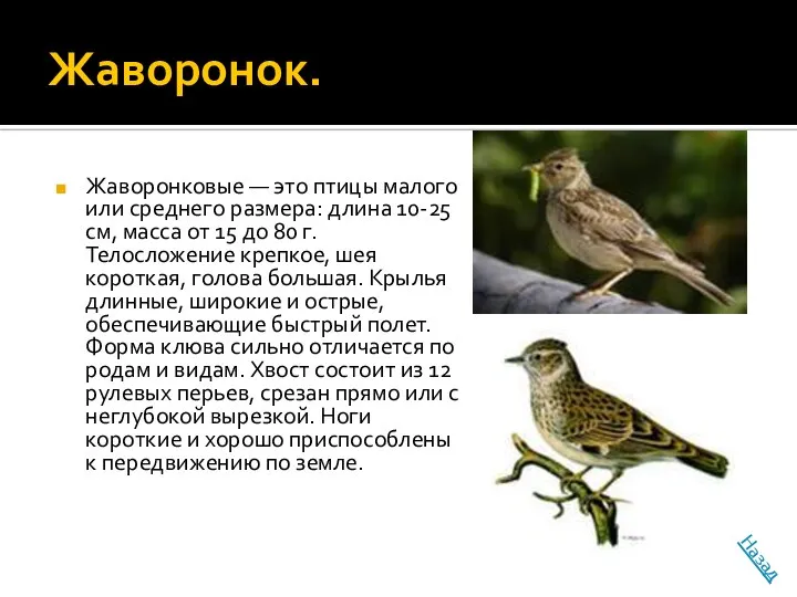 Жаворонок. Жаворонковые — это птицы малого или среднего размера: длина 10-25