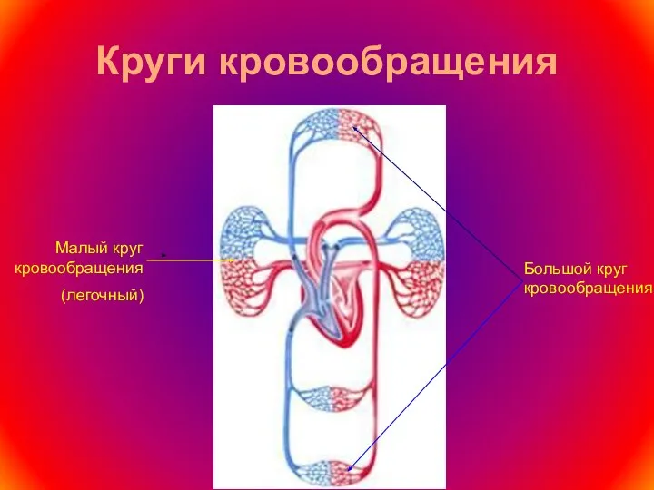 Круги кровообращения Большой круг кровообращения Малый круг кровообращения (легочный)