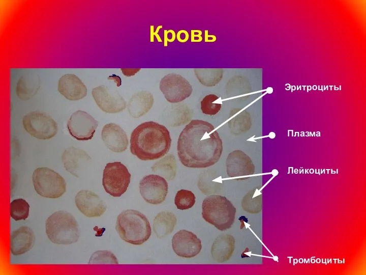 Кровь Эритроциты Лейкоциты Тромбоциты Плазма