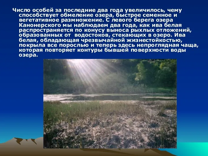 Число особей за последние два года увеличилось, чему способствует обмеление озера,